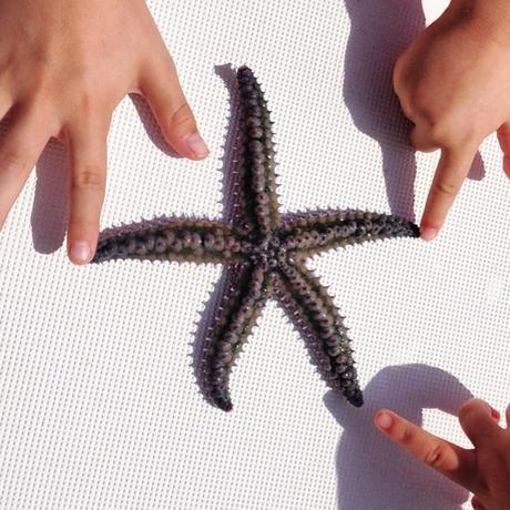 on a trouvé Patrick l'étoile de mer