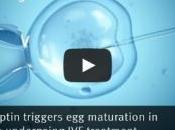 FIV: Kisspeptine, l'autre hormone stimulation ovarienne Journal Clinical Investigation