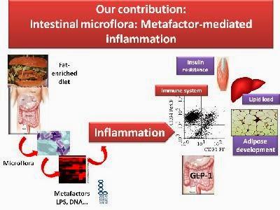 Obésité, inflammation, et microbiote intestinal
