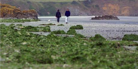 Les algues vertes continuent d'envahir les plages.