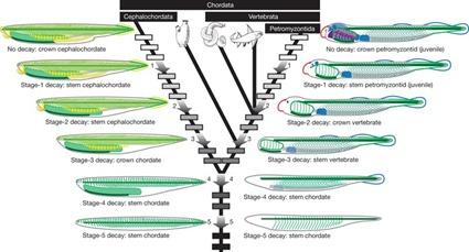 Etapes morphologiques de décomposition de l'amphioxus Branchiostoma à gauche et une larve de lamproie à droite, ainsi que les positions phylogénétiques de chaque étape si les spécimens décomposés étaient interprétés comme des fossiles (intacts). Sansom, et al. 2010