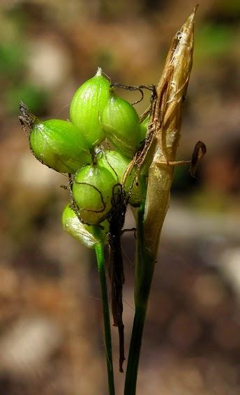 Deux laîches des bois