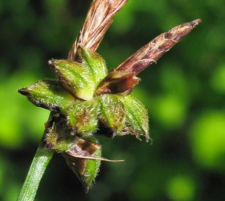 Deux laîches des bois