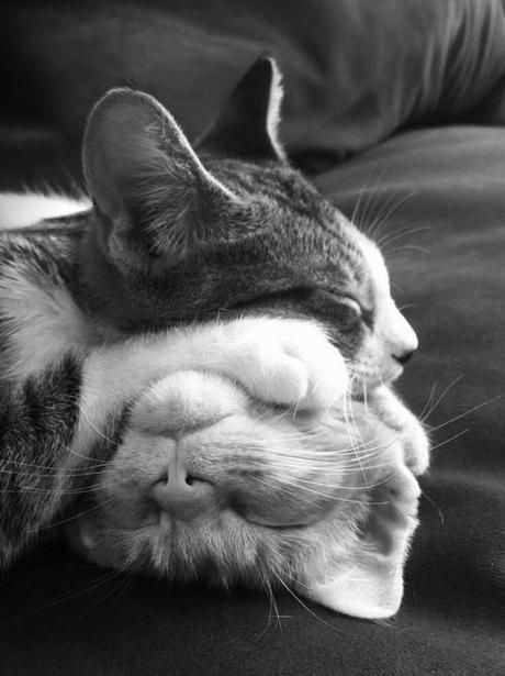 cutencats:

sleeping sur We Heart It.