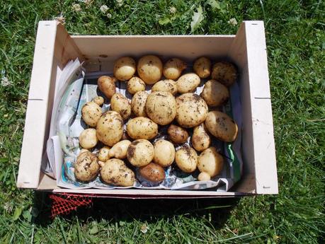 La Tour à pommes de terre ça marche