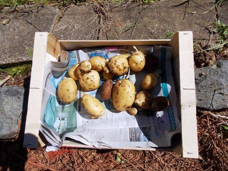 La Tour à pommes de terre ça marche