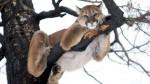cougar-in-tree2.jpg