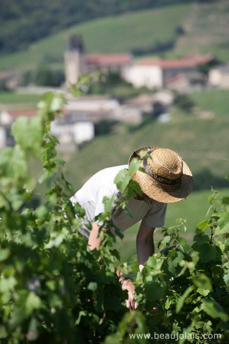 Vins du Beaujolais : Dégustation du millésime 2013