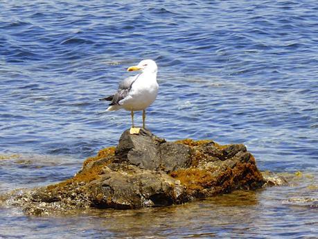 Vacances à Saint Tropez