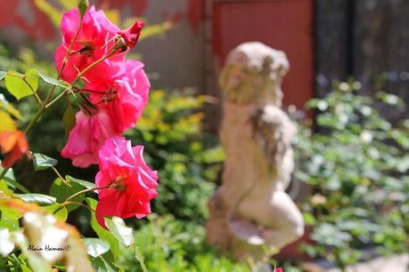 Les fleurs d'Eleonora dans son jardin de Venise
