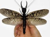 insecte géant découvert Chine