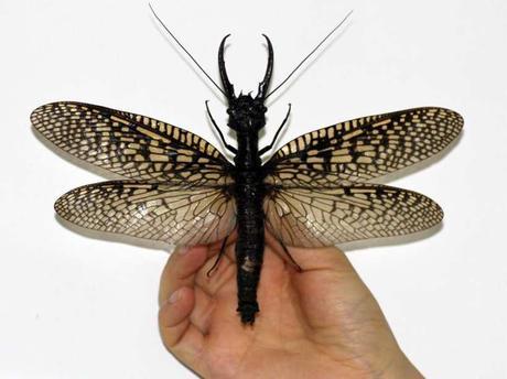 Un insecte géant découvert en Chine