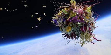 EXOBOTANICA, des plantes envoyées dans l’espace