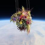 EXOBOTANICA, des plantes envoyées dans l’espace