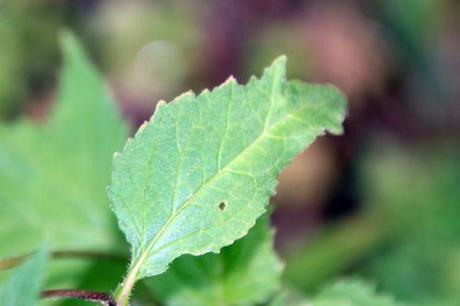 campanula rapunculus romi 23 juil 2014 001 (3).jpg