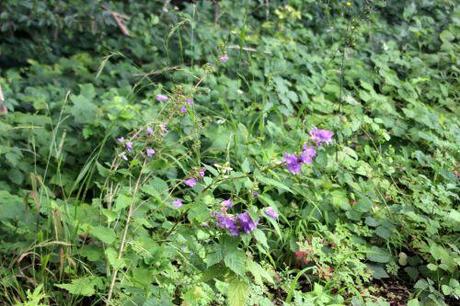 1 campanula rapunculus romi 23 juil 2014 001 (1).jpg