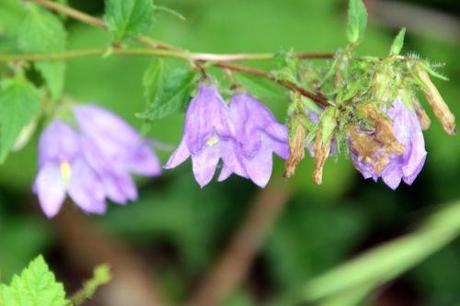 2 campanula rapunculus romi 23 juil 2014 001 (4).jpg