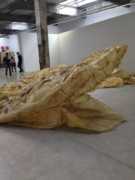 10446583_283272411860757_759905572800674791_n