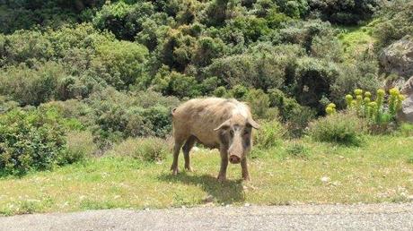 Photo (c) Amaury van Hoorebeke