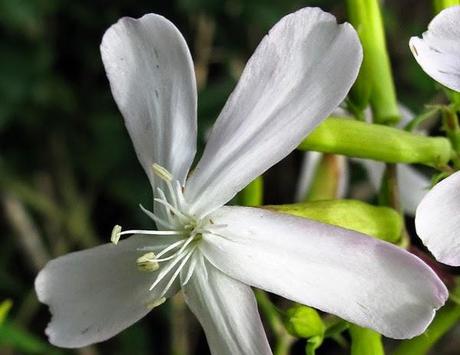 La saponaire : plante savon