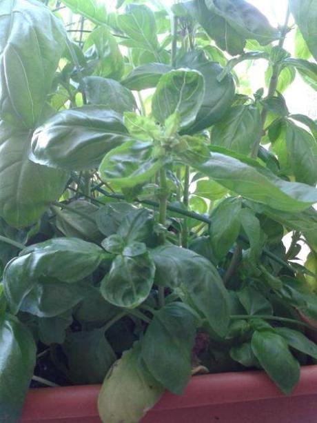 tarte-burrata-basilic