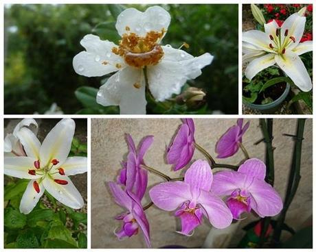 Instant T. #148# La Boîte à Images du Chat Bleu ~ Dame Skarlette