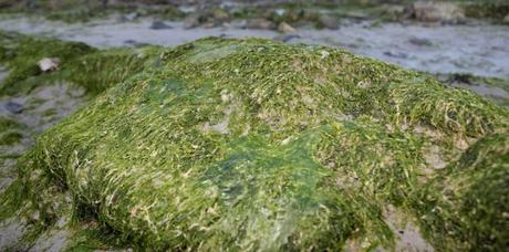 Des algues vertes échouées sur la plage de Saint-Michel-en-Grève dans les Côtes d'Armor. (LE SAUX LIONEL/SIPA)