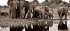 Trafic d'ivoire : nouveau massacre d'éléphants au Kenya