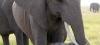 Zimbabwe : 350 éléphants empoisonnés par des braconniers