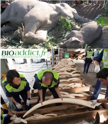Trafic d'ivoire : le massacre des éléphants continue
