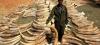 L'Afrique de l'Est, carrefour de l'ivoire illégal