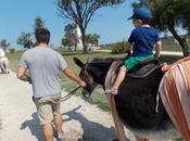 Balade d’âne Saint-Martin