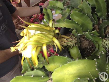 La fleur du cactus avant de devenir une pitaya
