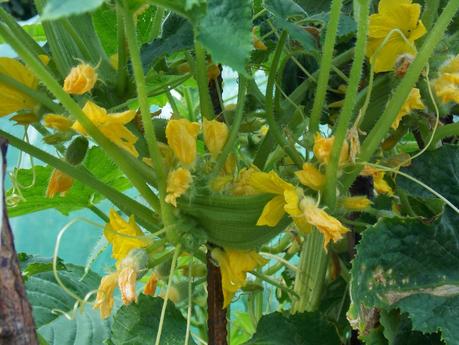 Mes concombres Crystal Apple