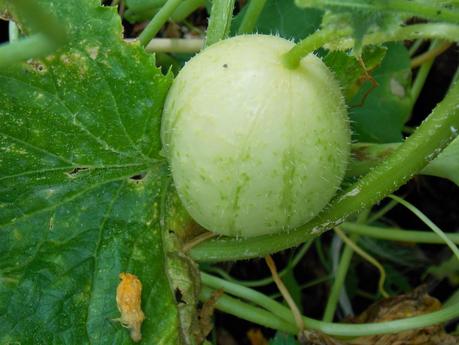 Mes concombres Crystal Apple