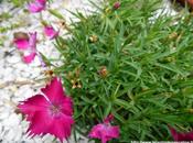 Ramassage graines d'oeillets