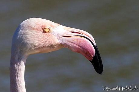 Flamant rose en Camargue