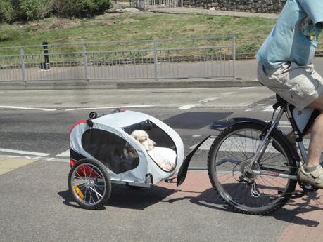 leptitlu chez les rosbifs (7)