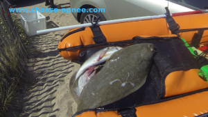 peche sole 300x168 Pêcher la sole : explications