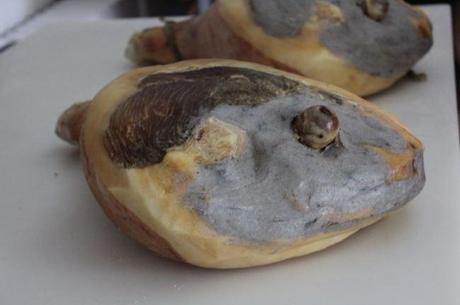 Parme, paradis des gourmets, découverte du Jambon de Parme. IMG_0567