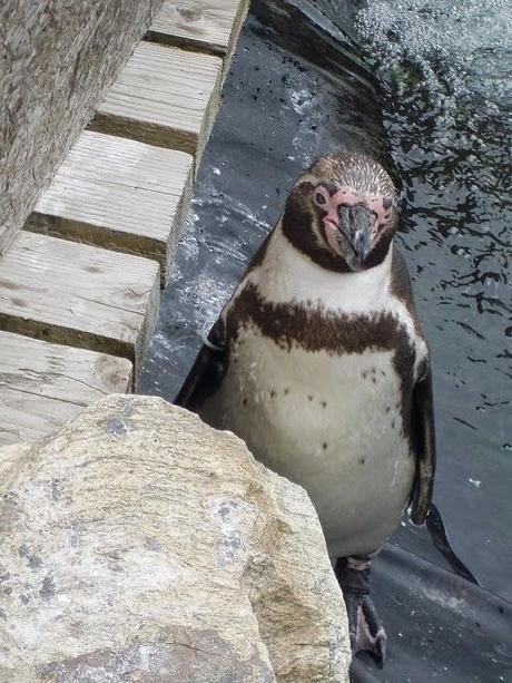 Au plus près des animaux