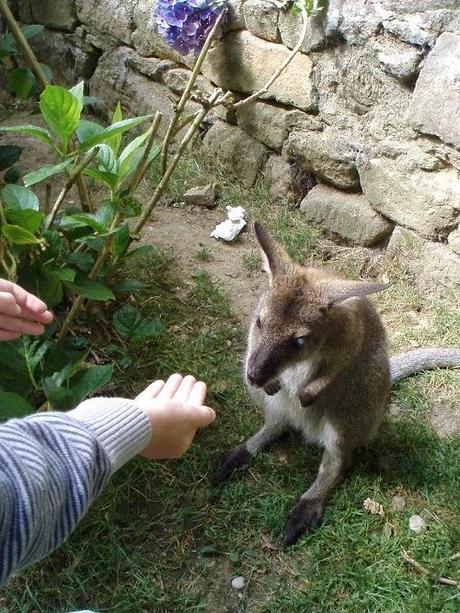 Au plus près des animaux