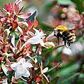 L'un des bourdons les plus tardifs à l'automne !
