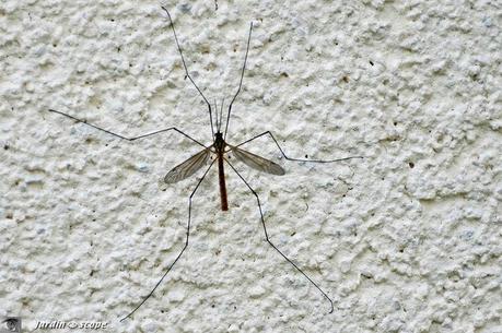 Les Symphytes ou mouches à scie s'invitent au jardin...