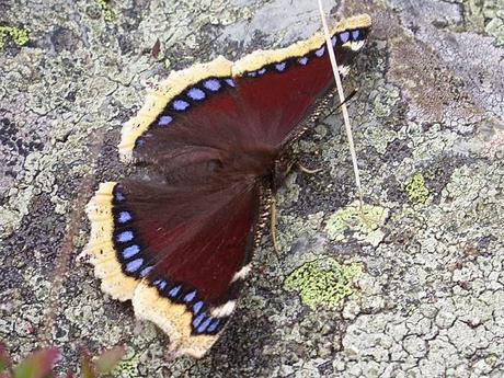 Morio ou manteau royal