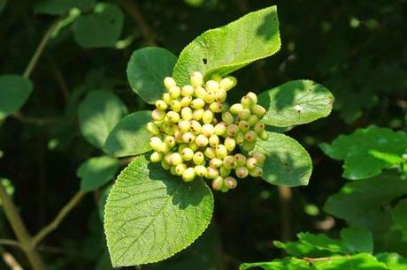 En attendant la couleur