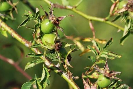 En attendant la couleur