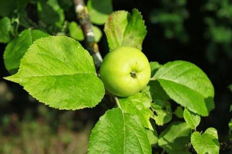 En attendant la couleur