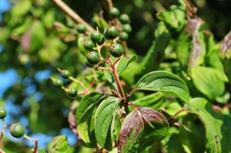 En attendant la couleur