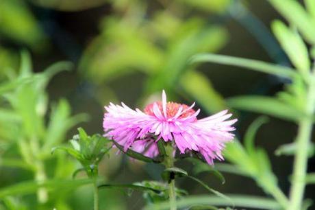 aster romi 3 août 2014 017.jpg